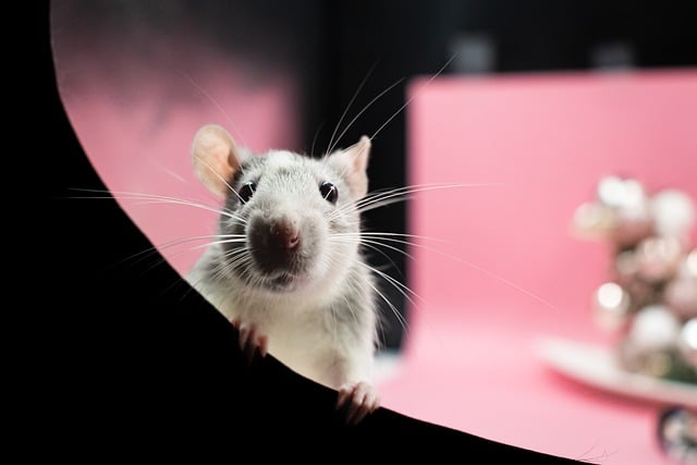 Comment éviter l’infestation de rats dans les habitations ?